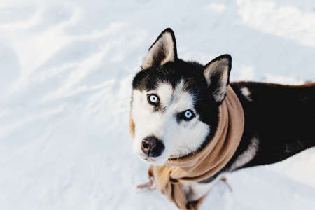 Husky wrapped in a scarf in a snowy forestの写真素材