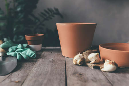 Ceramic pots on old gray wooden table, tulip bulbs, green gloves, garden shovel. High quality photoの写真素材