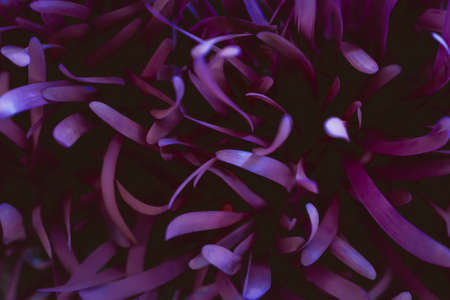 Small fresh purple garlic leaves with inverted color and macro effect. High quality photoの写真素材