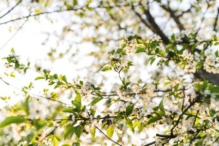 Apple buds bloom in spring. Apple blossom. Spring garden. Blurred background. High quality photoの写真素材