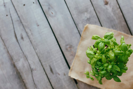 Gardening concept. Green basil in flowerpot on wooden background. Garden hobby. High quality photo