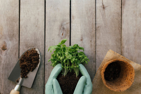 Gardening hobby concept. Hands holding eco pot with green plant, shovel on wooden background. High...
