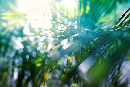 Green palm leaves with bokeh photo effect. High quality photo