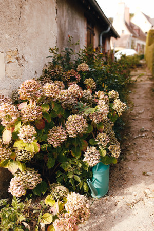 Fallen pink hydrangea flower heads in the autumn near old house. Garden watering can. High quality...