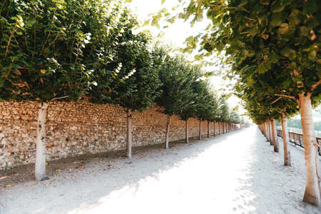 Trees walls around the footpath. Alley with trees. Stone or brick wall or fence. High quality photoの写真素材