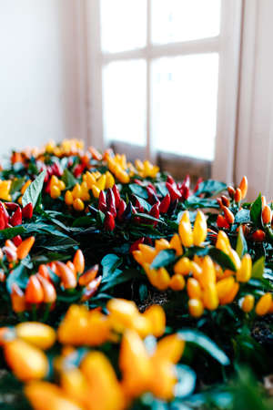 Pots with small decorative red, yellow and orange peppers near the window. High quality photoの写真素材
