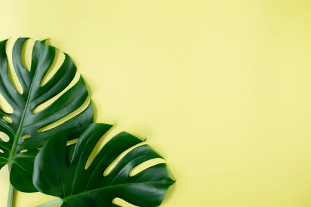 Flat lay with two Monstera palm green leaves on light green background. Beach season concept, eco...