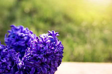 Violet bright blue-purple hyacinth flowers on old wooden table in gardenの写真素材
