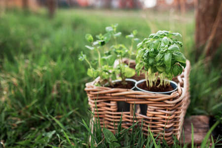 Gardening concept, mint and basil in metal pots and wooden basket in the gardenの写真素材