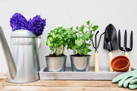 Gardening hobby concept, blue purple Hyacinth, green mint and basil herbs in metal pot, small garden pitchfork or rake and shovel, gloves, ceramic pot, watering can on old wooden table, concrete trayの写真素材