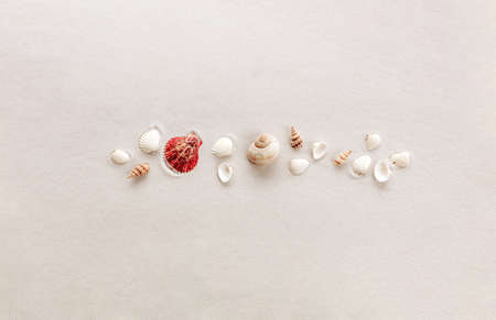 Travel, vacation trip, or sandy beach concept with sea shells on sand background. High quality photoの写真素材