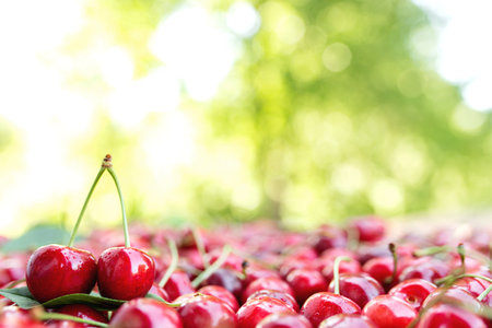 Background with heap of fresh red sweet cherry. Eco farm food cultivation. Healthy eating lifestyle...