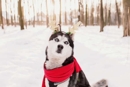 Christmas husky dog in red scarf, deer horns, Santa attire in the snowy forest with sun light beams. Concept of Christmas postcard. A lot of snow in winter forest. High quality photoの写真素材