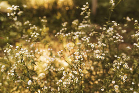 Blurred chamomile or camomile flowers on the yellow sunset in sun rays. High quality photoの写真素材
