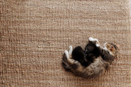 Tricolor mother female cat laying on the floor with kittens and nursing them. Mom cat with small baby cats. Concept of pets carryingの写真素材