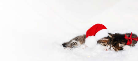 Banner with two Christmas kittens in red Santa hat, bow sleep with eyes closedの写真素材