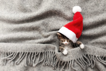 Christmas kitten in red Santa hat sleep with eyes closed, covered with blanketの写真素材