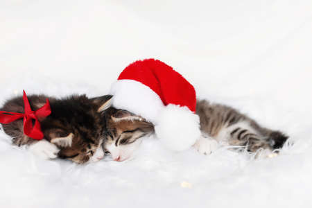 Two Christmas kittens in red Santa hat and bow sleep with eyes closedの写真素材