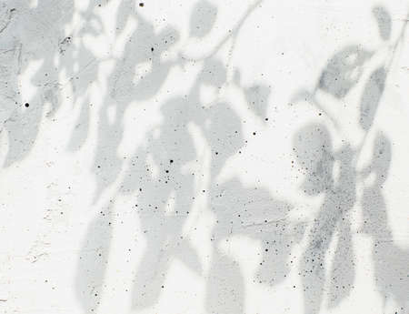 Flat lay with top view on shadow from leaves, leaf and tree branches on gray or white gray old concrete background. Copy space area for text for advertisement. High quality wallpaper photoの写真素材