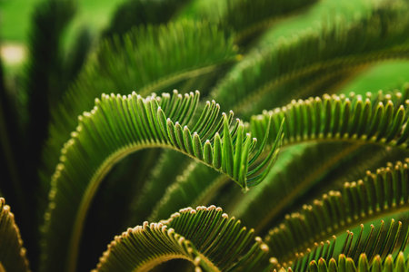 Various green palm tree leaves in nature outdoor close up. Natural wallpaper background. Beauty of...