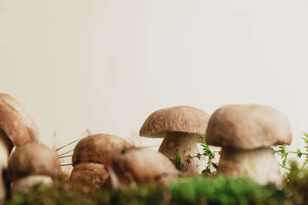 Composition with editable boletus edulis mushrooms on green moss or grass isolated on studio pastel beige background. Closeup on wild edible white porcini, cep. Copy space. Organic natural forest foodの写真素材