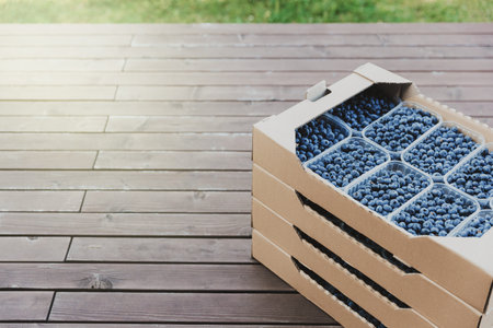 Shipping of blueberry in box or crate with many plastic containers of freshly collected berries....