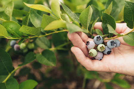 Closeup view of human farmer hand while picking fresh ripe blueberry from bush branch or shrub outdoors at homemade garden or fruit farm field. Harvest season concept. Copy space for textの写真素材
