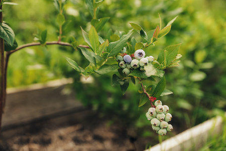 Harvesting bilberry nature yielding, northern highbush variety. High huckleberry (Vaccinium corymbosum) in summer. Blush with abundance of crop. Closeup view of fresh green blueberry from bush branchの写真素材