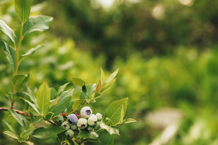 Close-up of fresh ripe blueberry branch or shrub from bush at homemade garden or fruit organic farm field. Showing and presenting healthy green plant, beautiful berries at sunny dayの写真素材