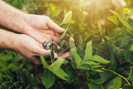 Man farmer hand holding fresh ripe blueberry branch or shrub from bush at homemade garden or fruit organic farm field. Showing and presenting healthy green plant, beautiful berries at sunny dayの写真素材