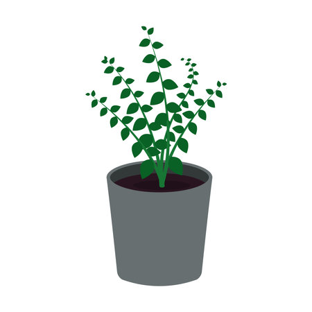 Vector graphic illustration of a green indoor plant in a gray pot on a white background.のイラスト素材