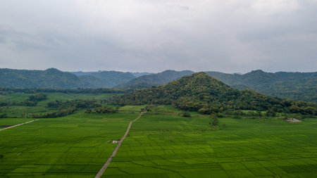 Great view of the large rice paddy fields in Nanggulan, Kulonprogo, Yogyakartaの写真素材