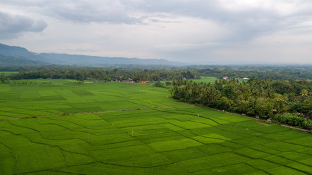Great view of the large rice paddy fields in Nanggulan, Kulonprogo, Yogyakarta