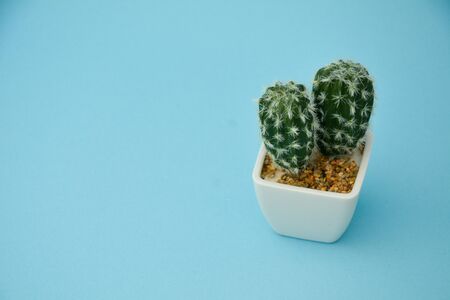Cactus Tree house decoration with light blue backgroundの写真素材