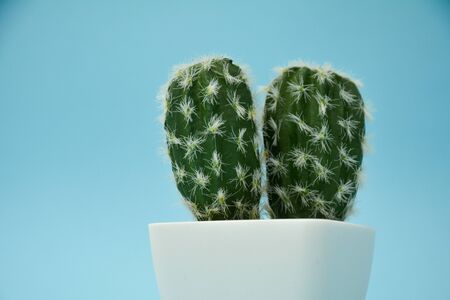 Cactus Tree house decoration with light blue backgroundの写真素材