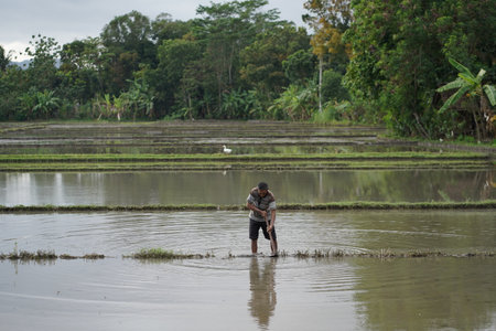productive activities of farmers to prepare rice planting. : Bantul, Indonesia - 12 September 2021のeditorial素材
