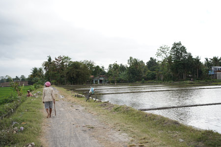 productive activities of farmers to prepare rice planting. : Bantul, Indonesia - 12 September 2021のeditorial素材