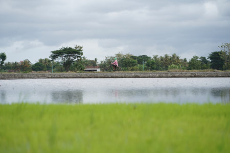 productive activities of farmers to prepare rice planting. : Bantul, Indonesia - 12 September 2021のeditorial素材