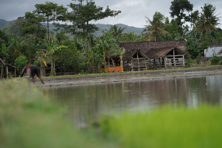 productive activities of farmers to prepare rice planting. : Bantul, Indonesia - 12 September 2021のeditorial素材