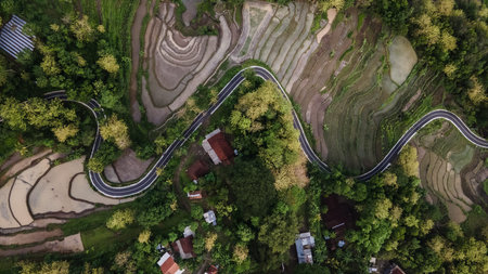aerial view of asphalt road winding between forests and beautiful green rice fields.