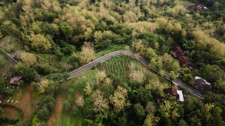 aerial view of asphalt road winding between forests and beautiful green rice fields.