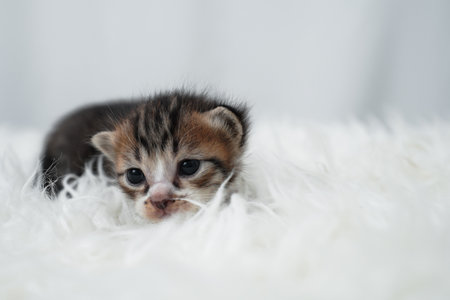 Cute kitten sleeping, yawning and lazing on a white carpet.の写真素材