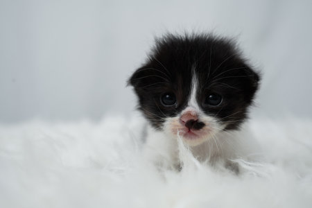 Cute kitten sleeping, yawning and lazing on a white carpet.の写真素材