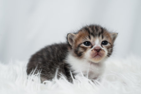 Cute kitten sleeping, yawning and lazing on a white carpet.の写真素材