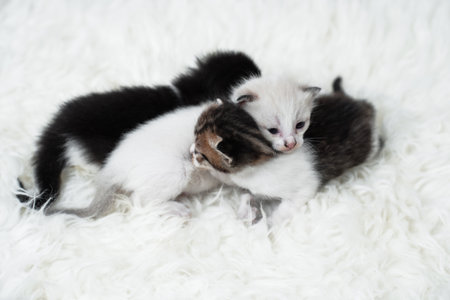 Cute kitten sleeping, yawning and lazing on a white carpet.の写真素材