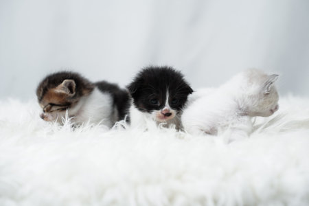 Cute kitten sleeping, yawning and lazing on a white carpet.の写真素材