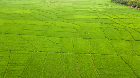 Great view of the large rice paddy fields in Nanggulan, Kulonprogo, Yogyakarta