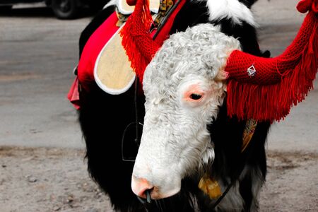 A yak groomed with decorative ornamentsの写真素材