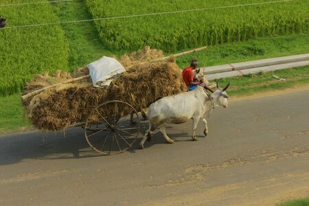 Bullock cart carrying straw in the early village morningの写真素材