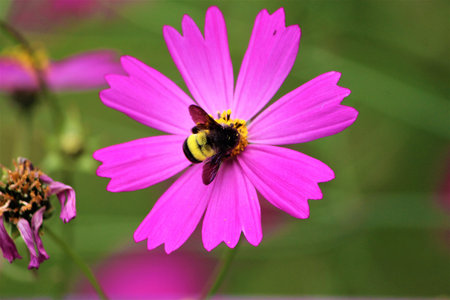 Honey bee in search of honey above a pink beautiful flower